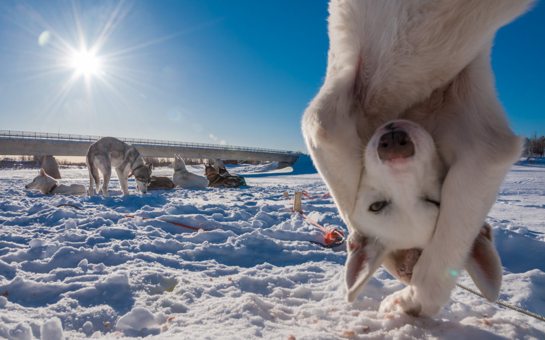 Lotti Meier im “Snowtrail Dogcamp”